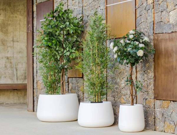 camelia7-1-600x458@2x