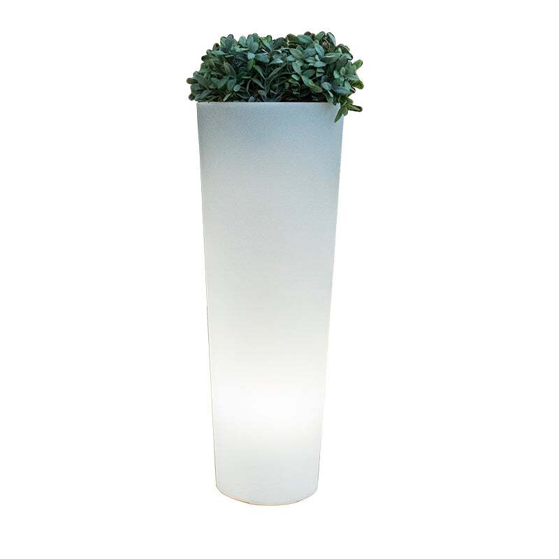 ficus 80 (1)