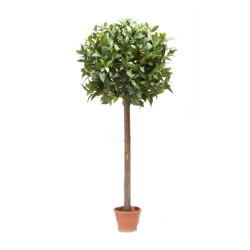 1804001-arbol-laurel-esfera