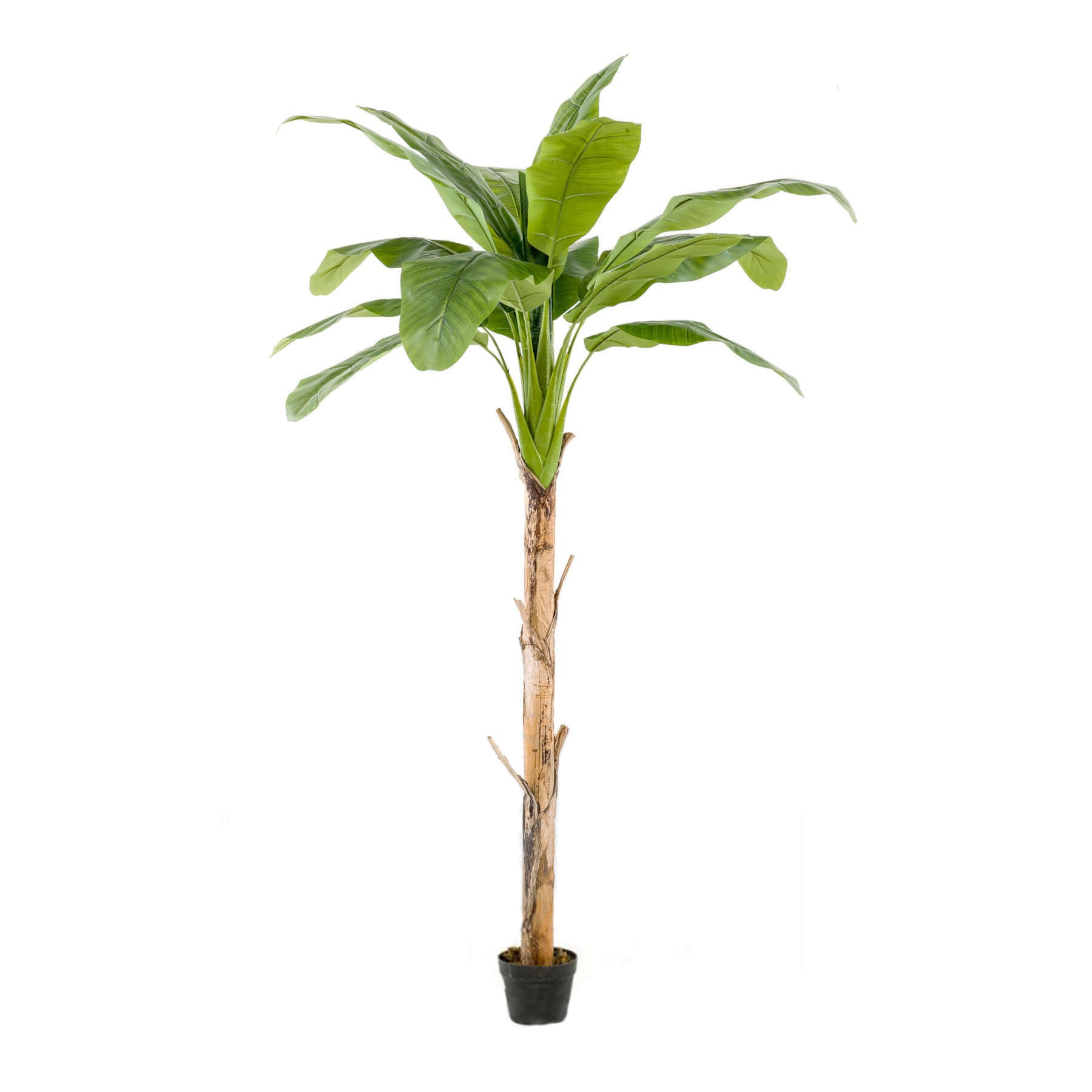 1810001-arbol-PLATANERO