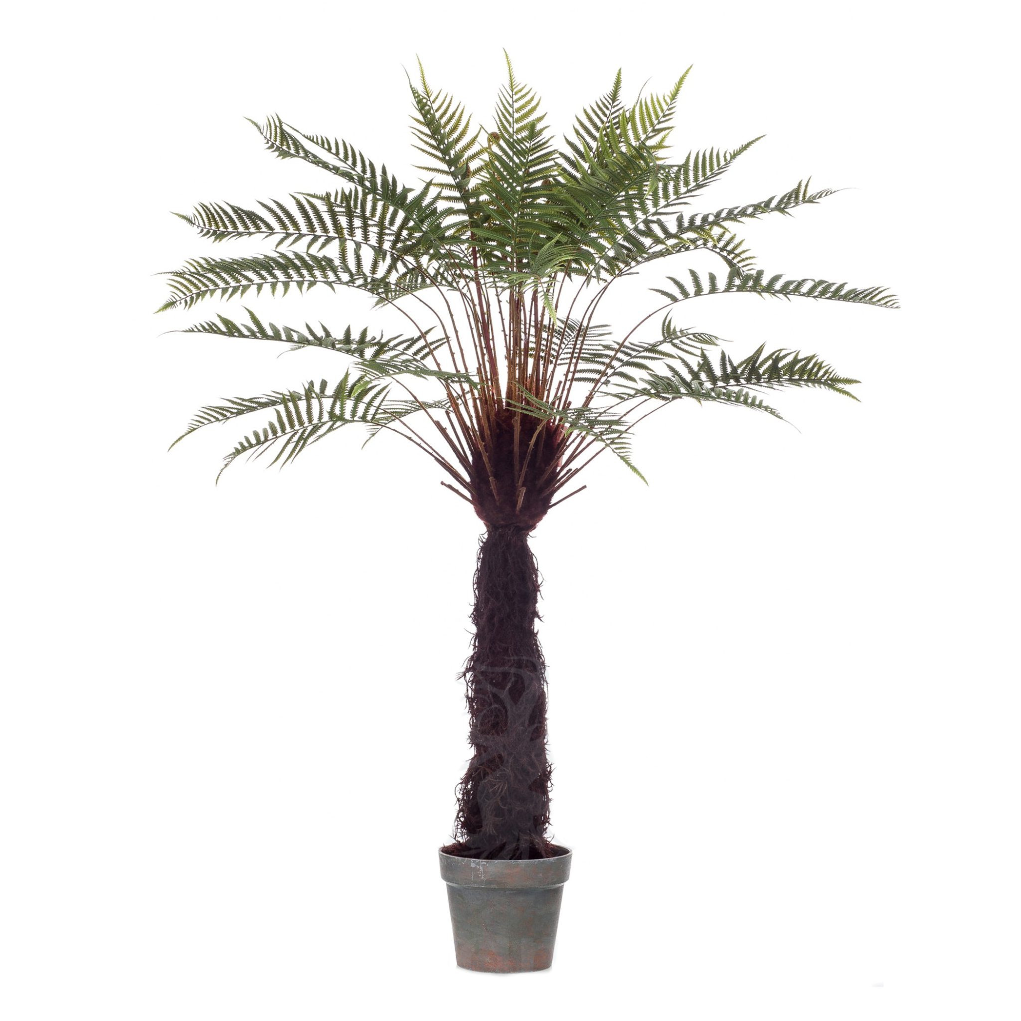 422217-Arbol_DICKSONIA_EXOTIC