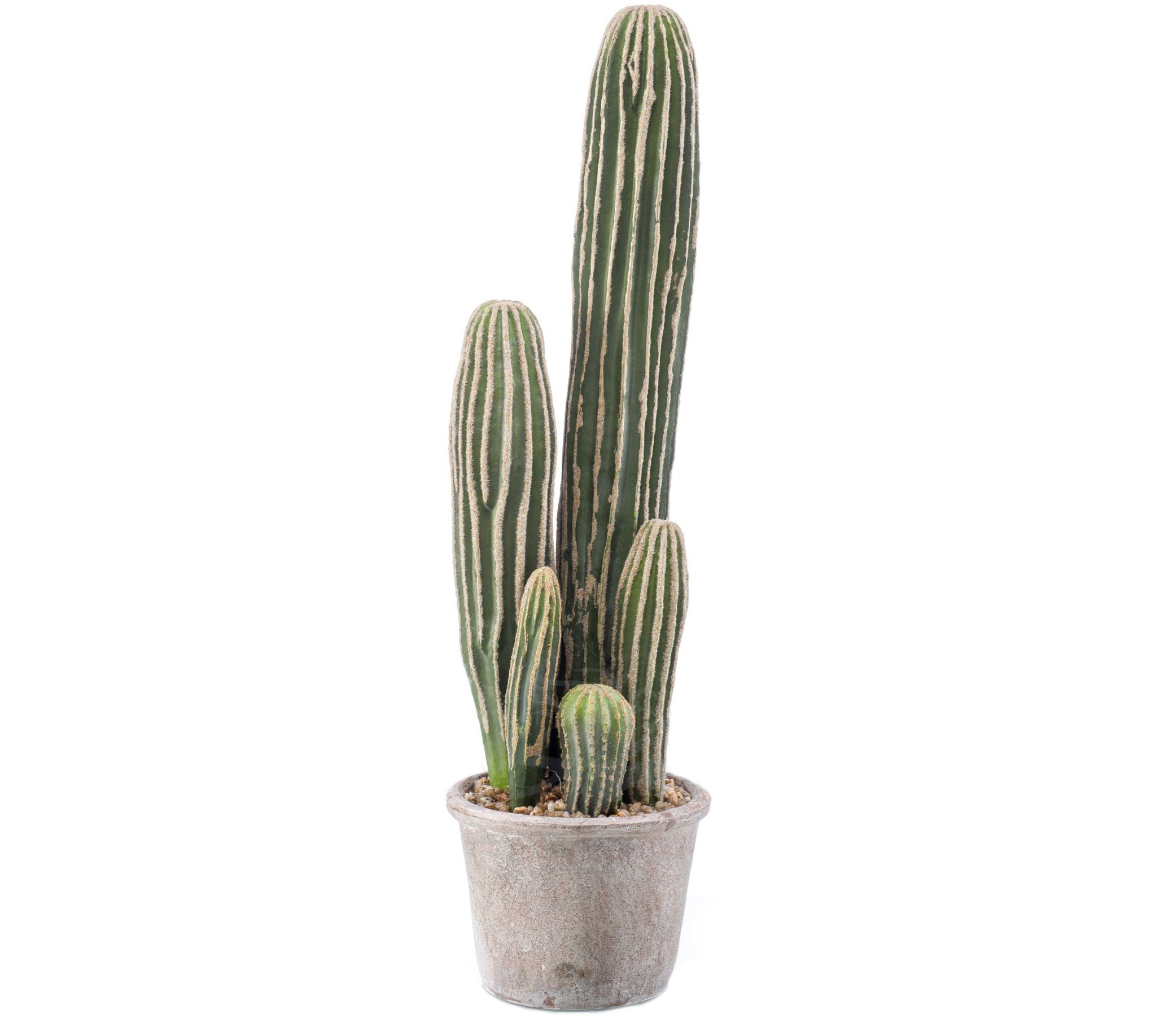 424641-CACTUS_SANPEDRO-scaled
