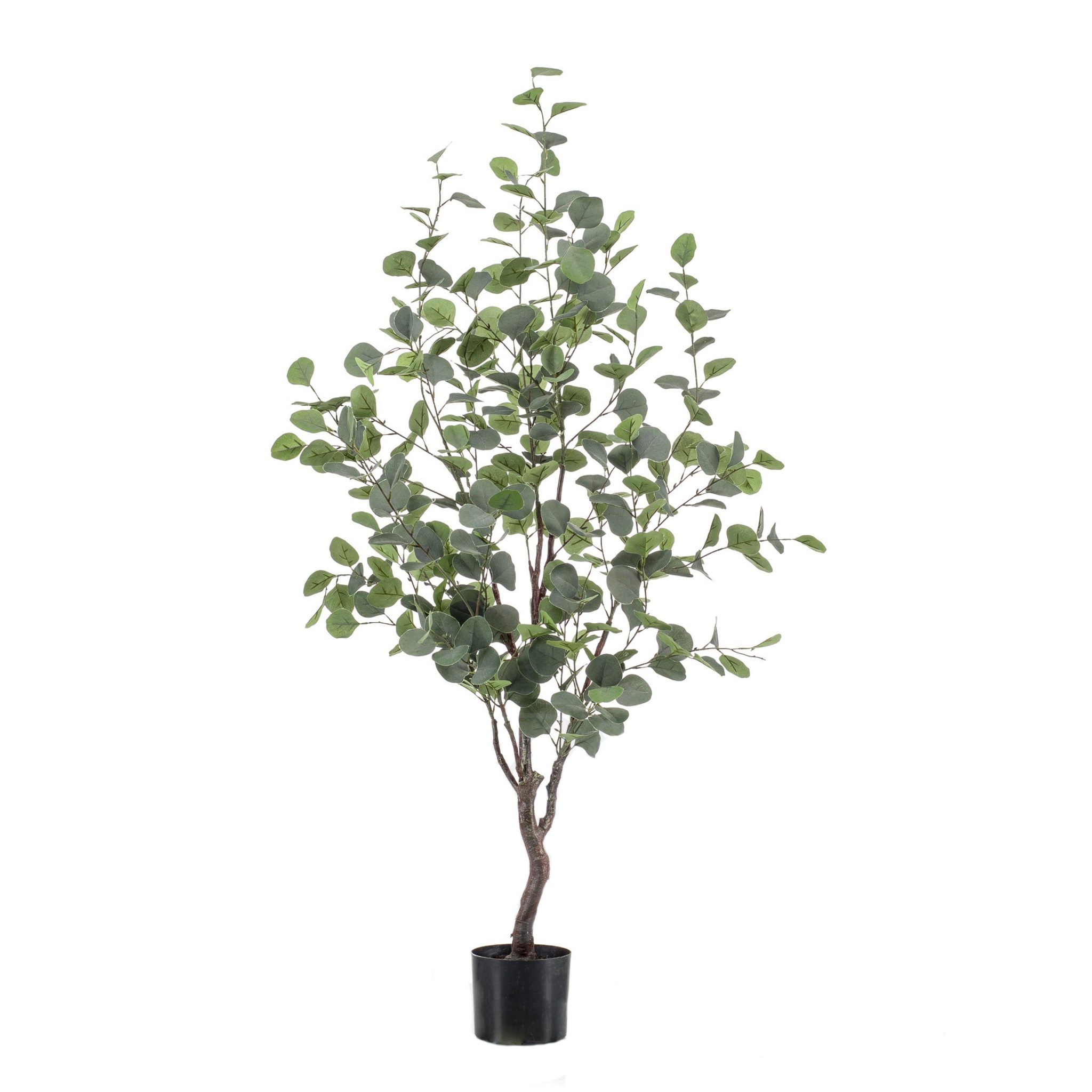 425688-arbol_EUCALYPTUS-120cm-1