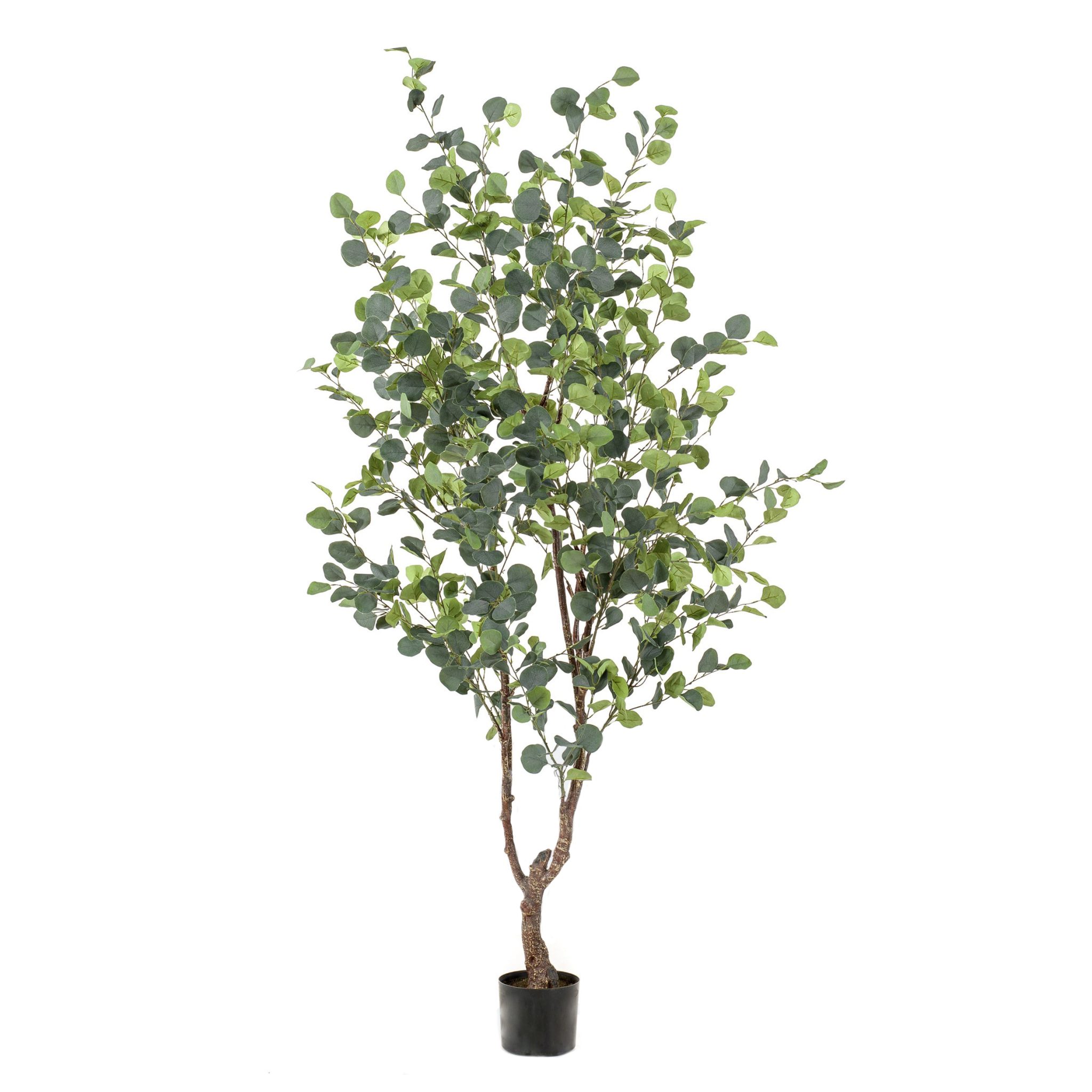 425690-arbol_EUCALYPTUS-180cm-2