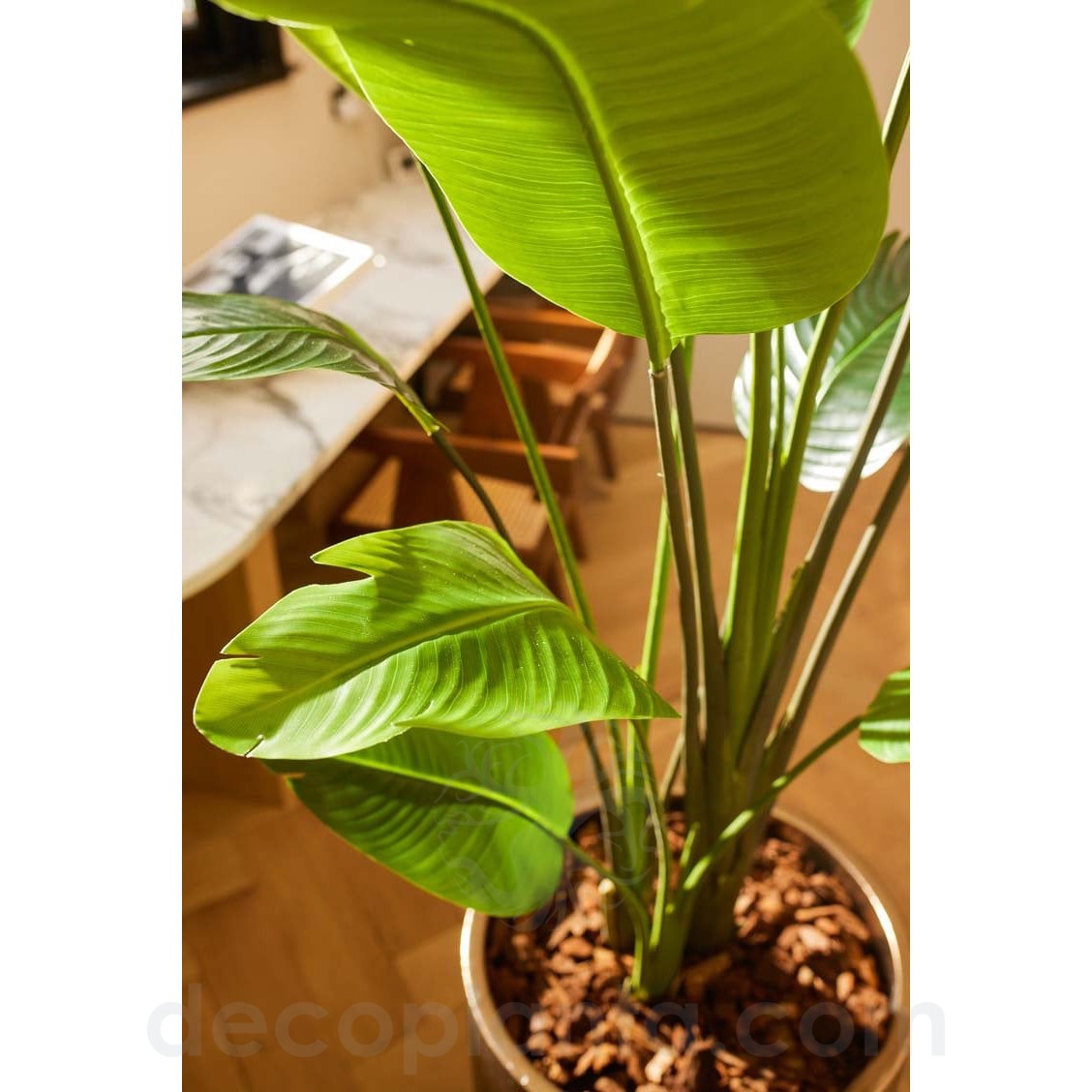 426413-STRELITZIA_NICOLAI_en_detalle