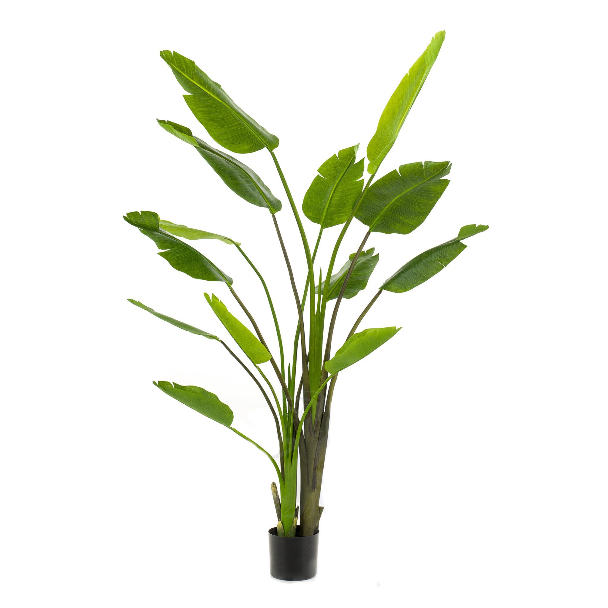 426414-arbol-STRELITZIA_NICOLAI-180cm-2