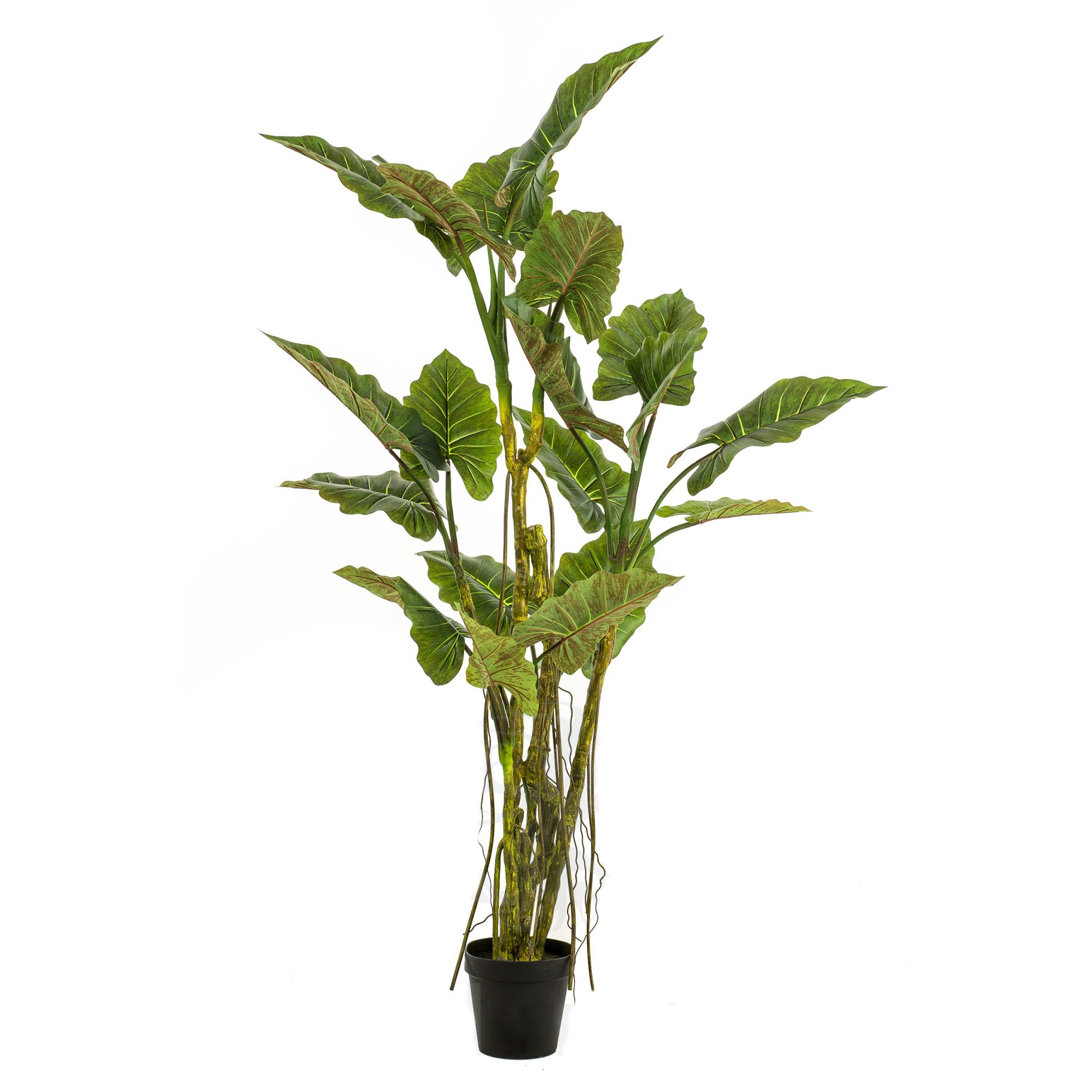 428458-arbol_COLOCASIA-195cm-2