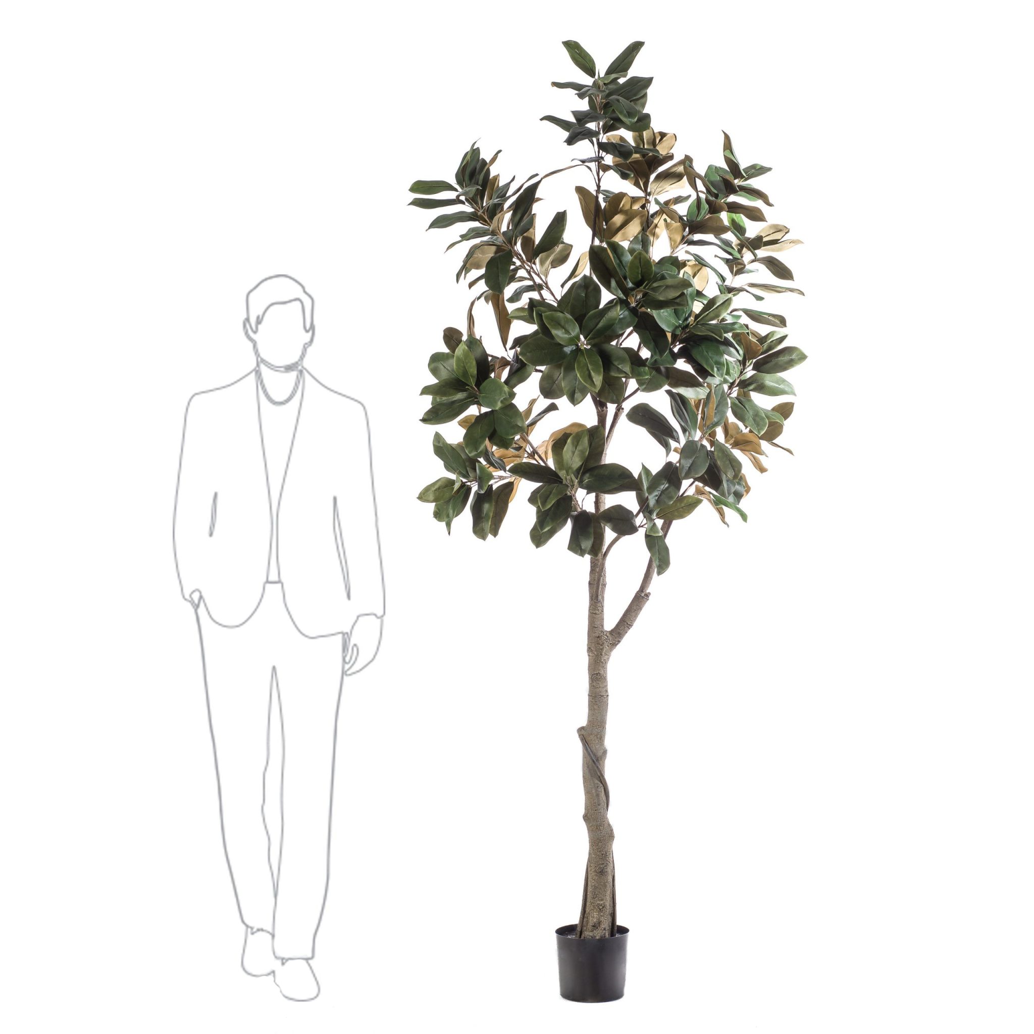 429932-GRAN_MAGNOLIA-240cm-scaled