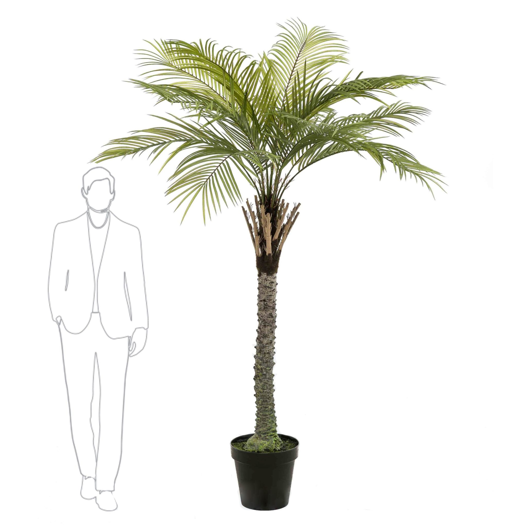 430329-GRAN_PALMERA-260cm-scaled