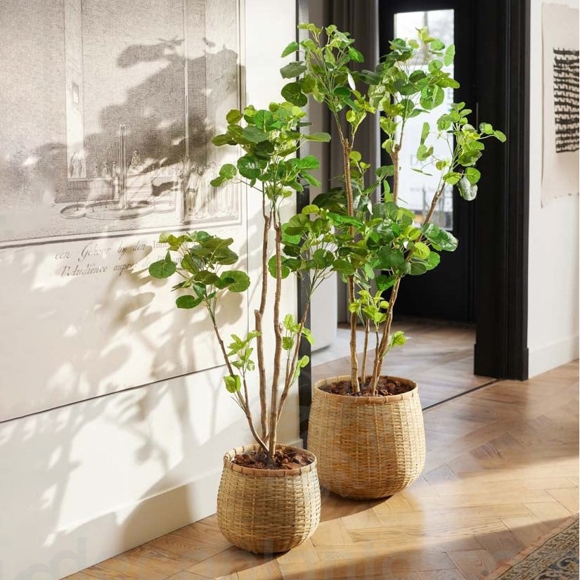 ARALIAS