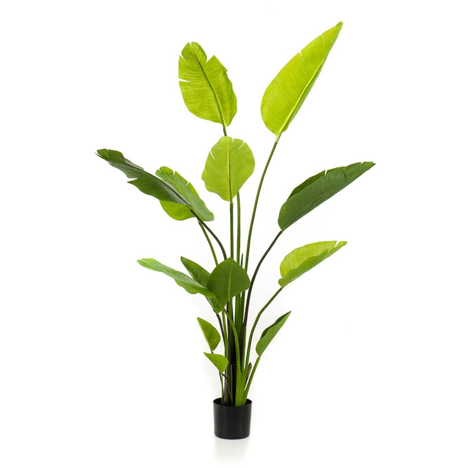 Strelitzia-150-cm