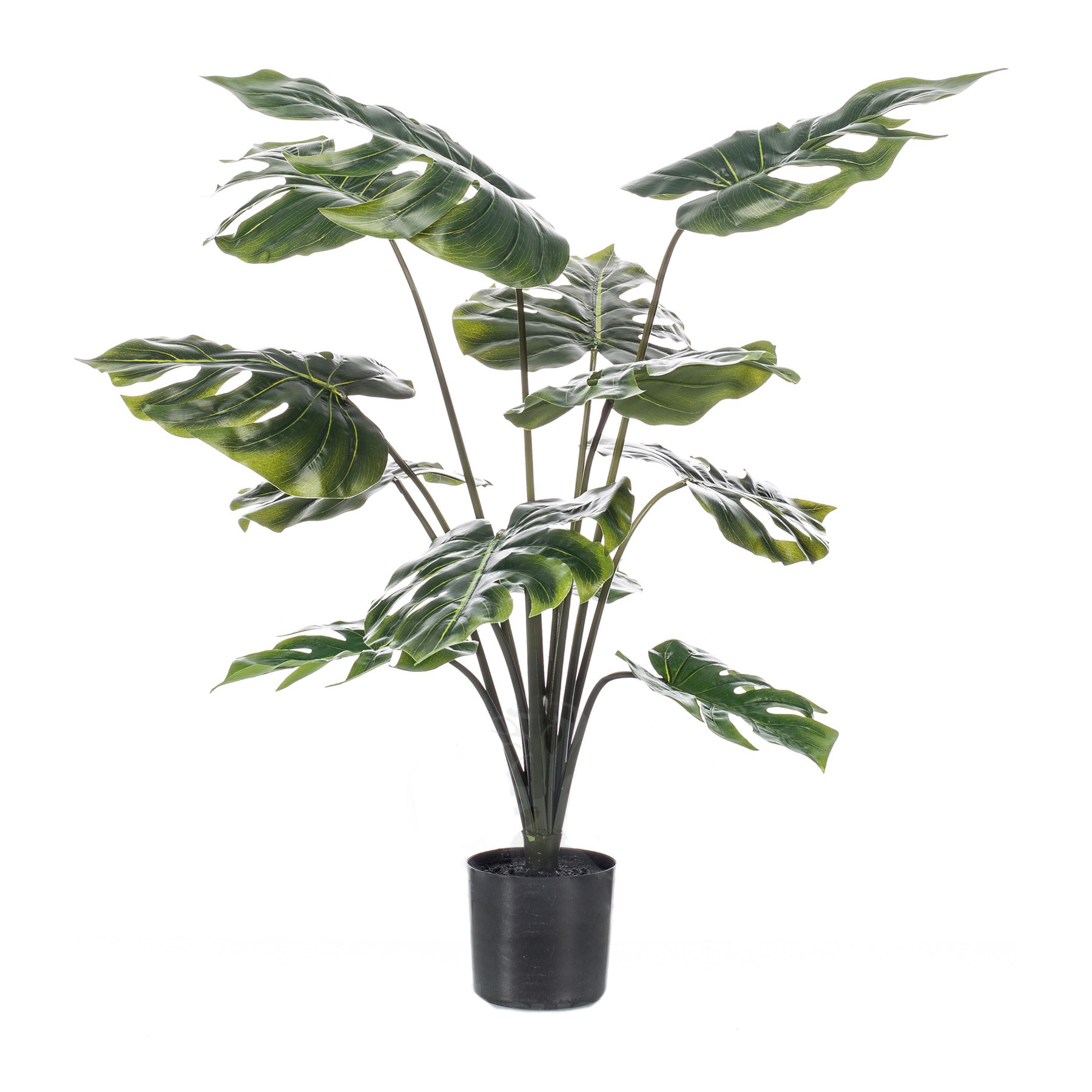 pflanzen kölle monstera Monstera Deliciosa Köstliches Fensterblatt Zimmerpflanze Ø24cm main image 0