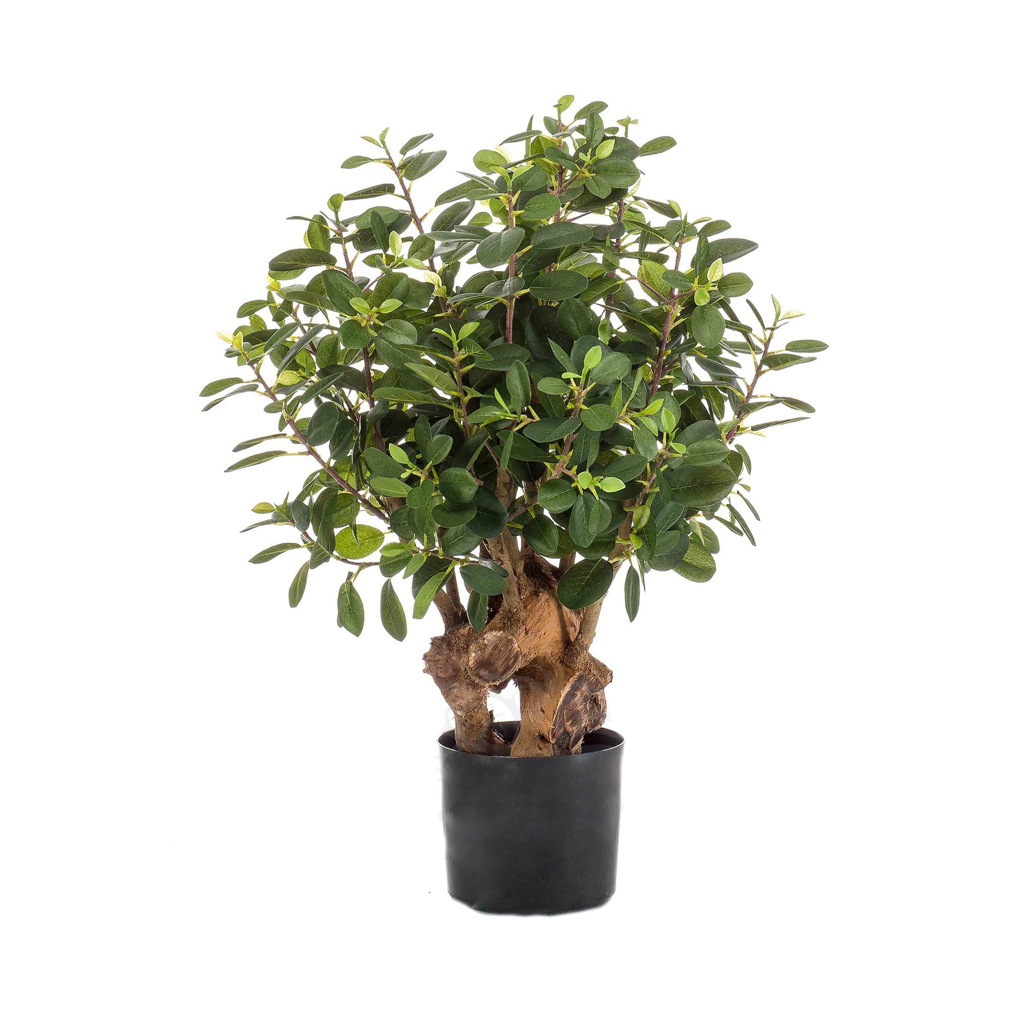 1802011-Baum-FICUS_BOTANIC-70cm